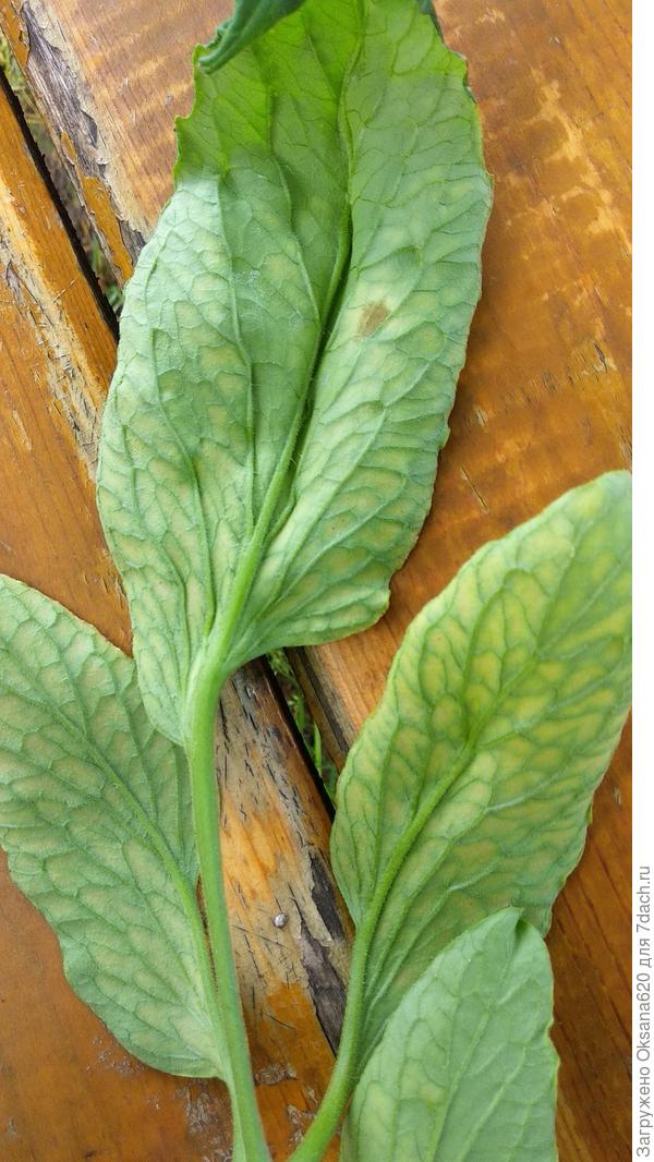 Обратная сторона