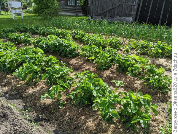 Грядки клубники