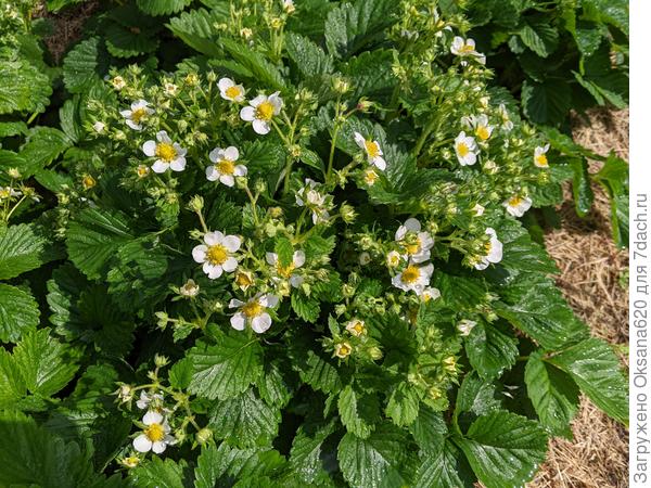 Очень много цветов на одном кустике