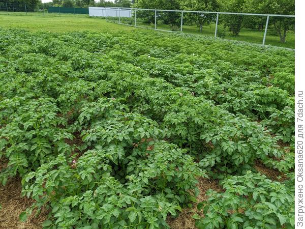 Картошка, 22.06.22