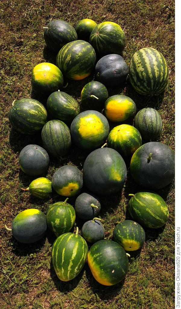 Окончательный сбор 2021 того, что не съели