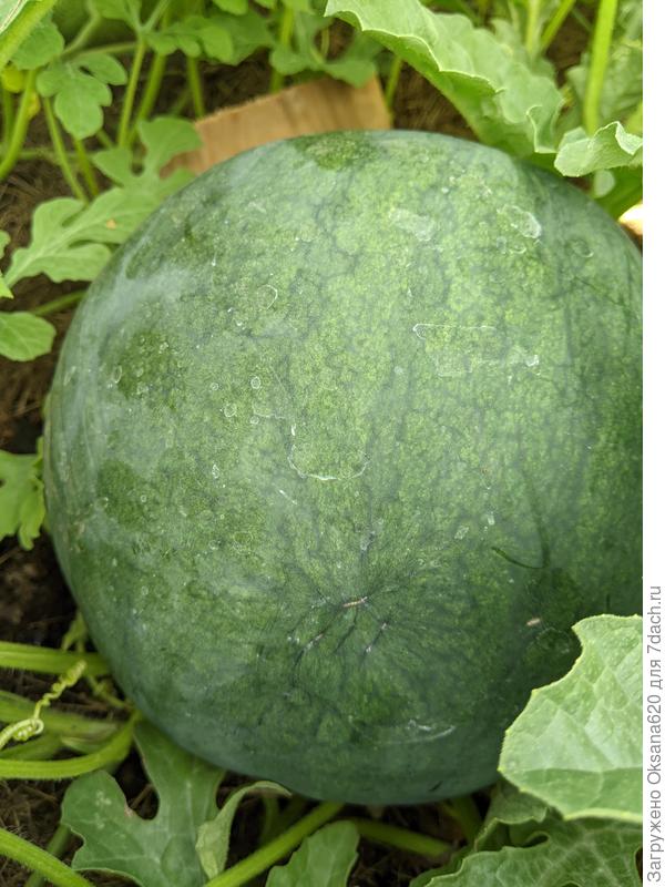 Бессемянный порционный Колибри