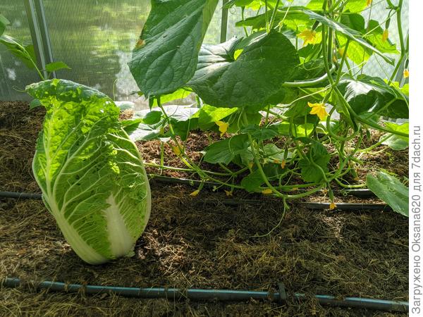 Výsadba okurek ve stínu ve skleníku