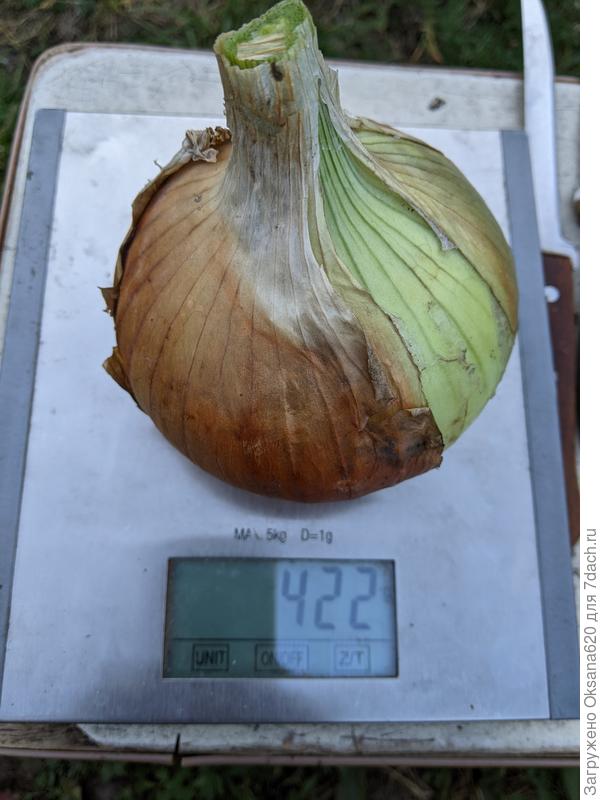 Гигантский Радар