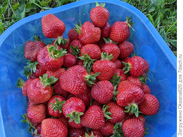 Сбор садовой земляники