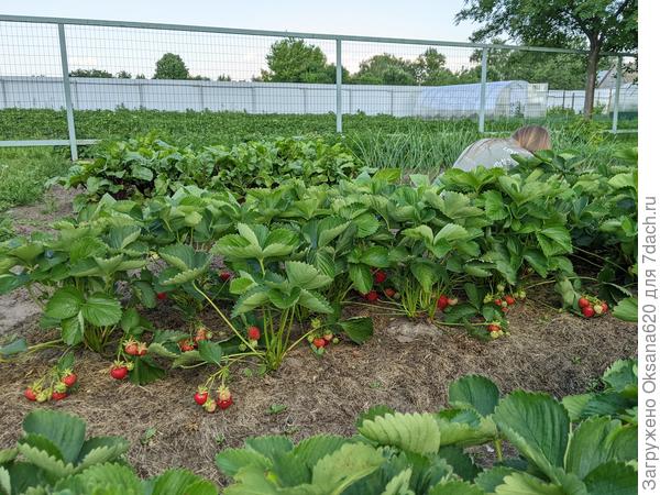 Земляничные грядки