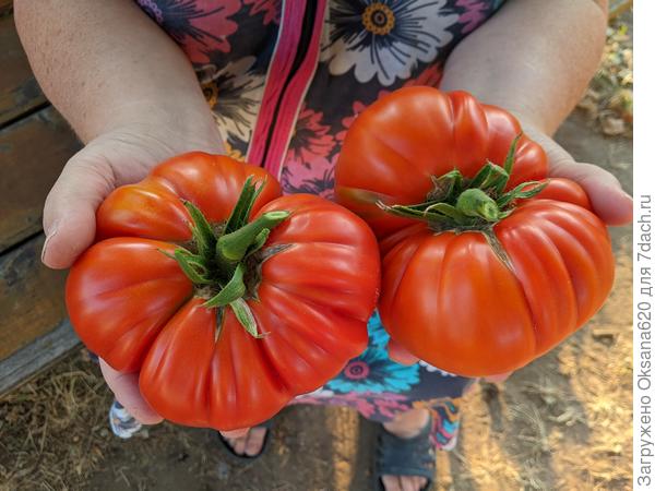 Первые Брутусы