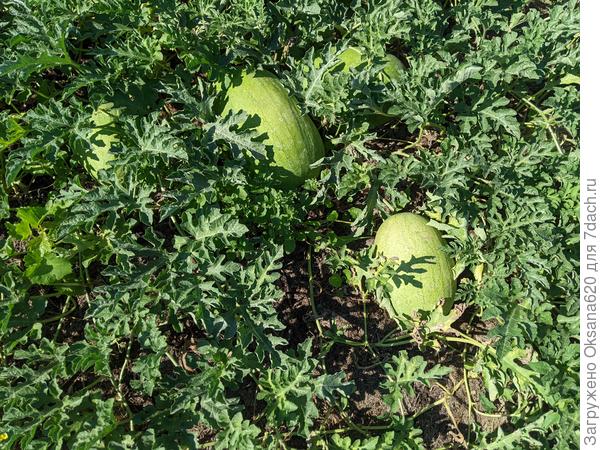 Бахча, сохнут плети. Ну да ладно, уже едим арбузы