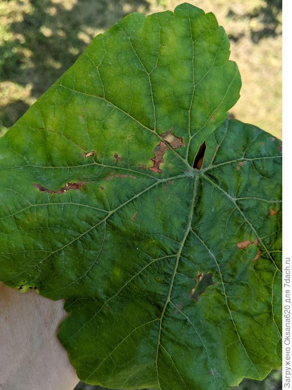 Лист с дырками