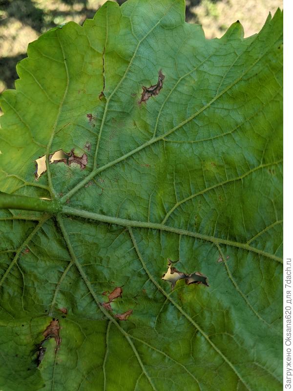 Обратная сторона листа