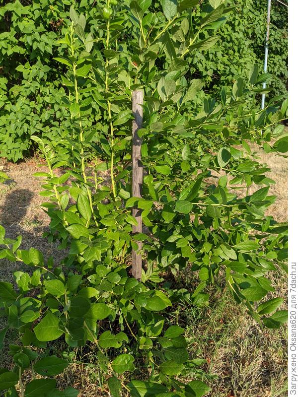 Куст голубики, посаженный весной прошлого года