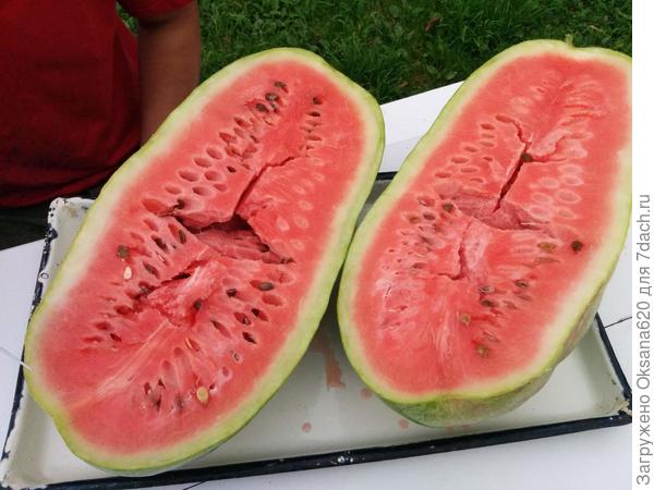 Один из первых моих Медовых гигантов, 12 кг, сняли 19 августа 2016 года