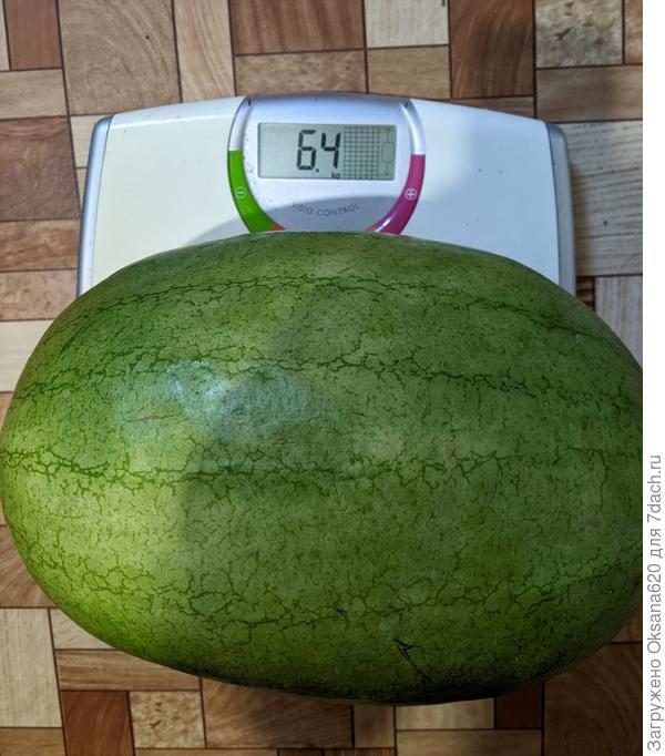 Медовый гигант, первый в этом сезоне