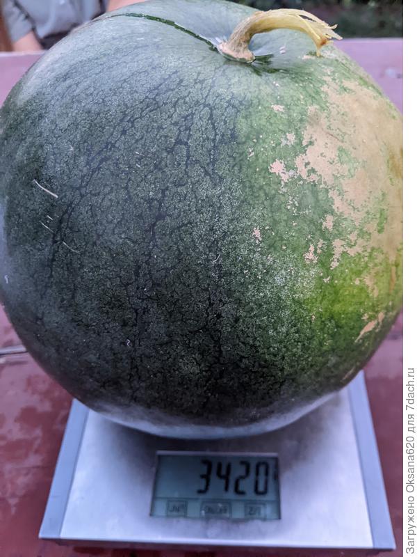 Гарбуз для утоления жажды картофелефодов