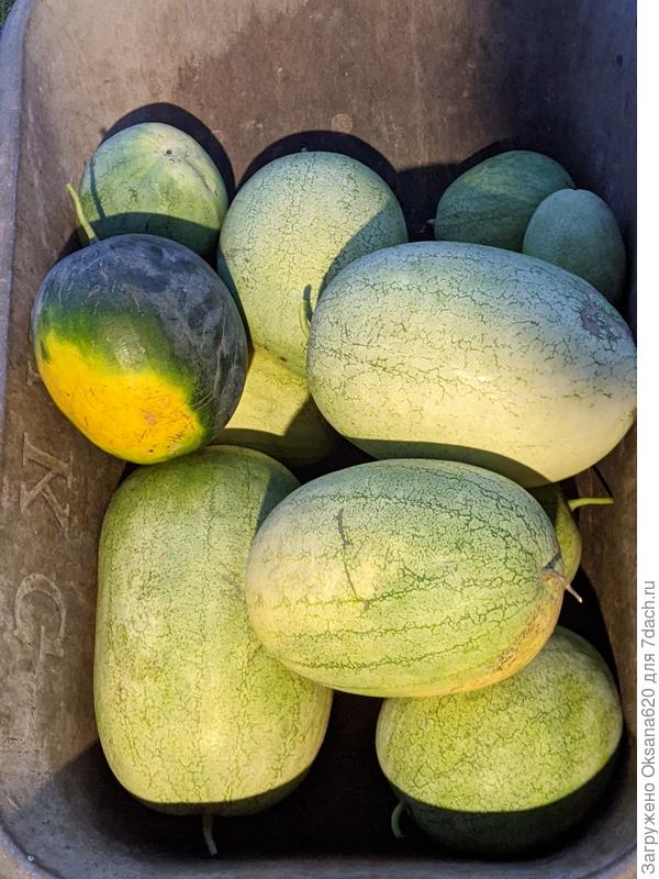 Первый массовый сбор, с бахчи есть не успеваем