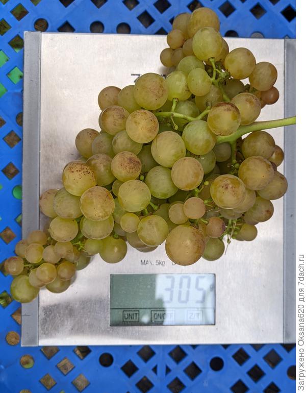 Бианка, самая ранняя