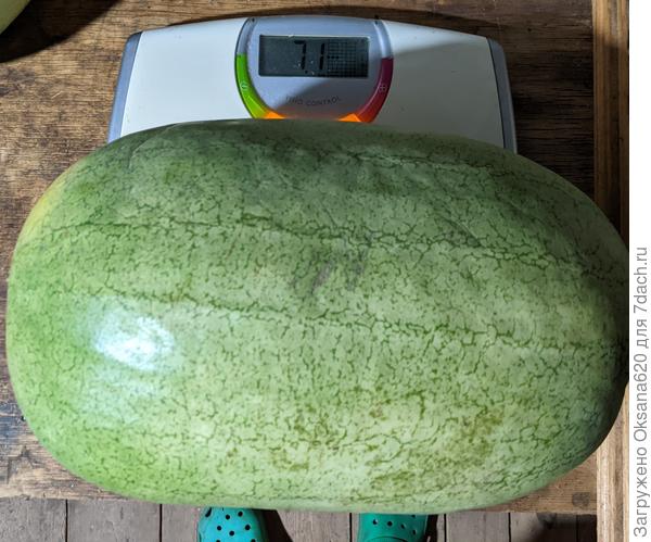 Самый большой Медовый гигант в этом сезоне. Рекорд 2016 не побит, есть к чему стремиться )))