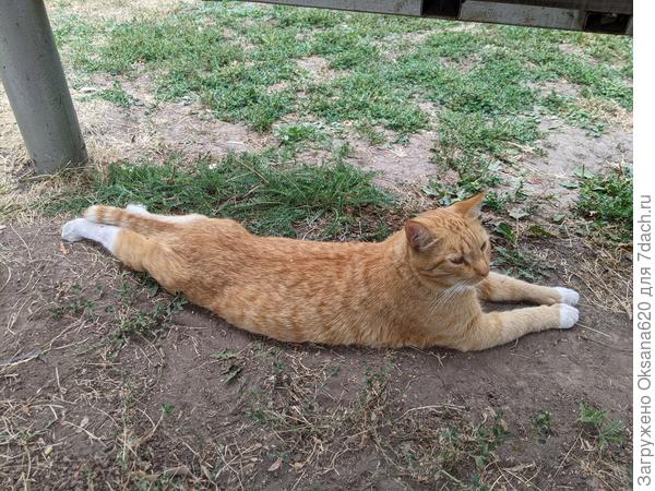 Мрррр, отдыхаю... Да, имею право один день за лето