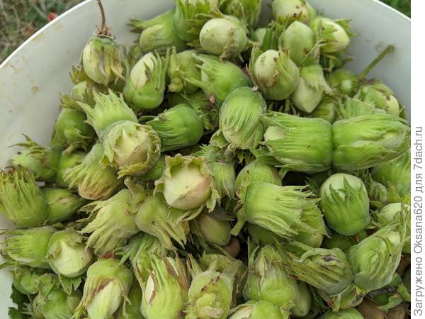 Фундук обыкновенный, ведерко