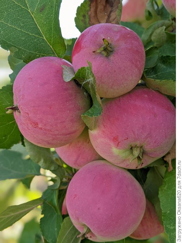 Как снегири )))