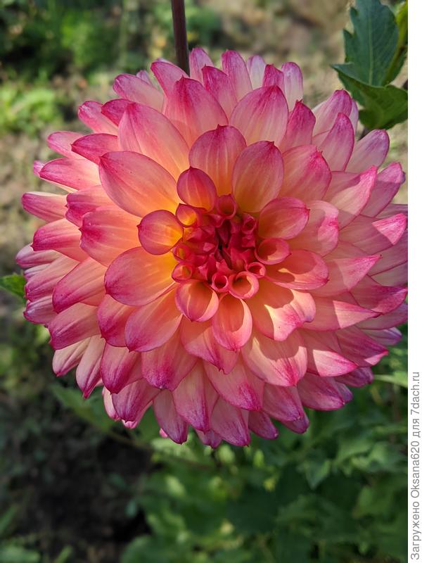 Люблю эти цветы!