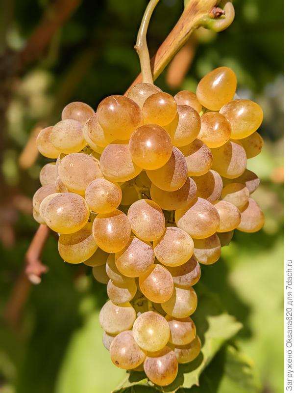 Сахарная Бианка