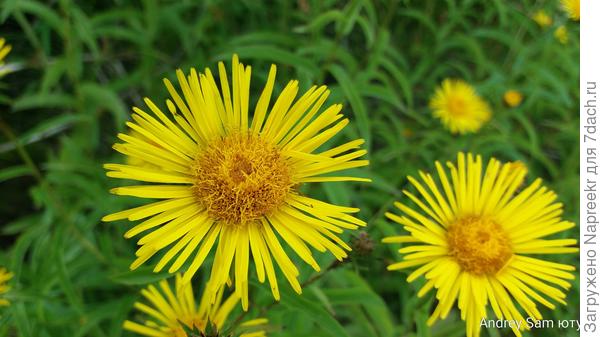 Диаметр цветка 3 см.