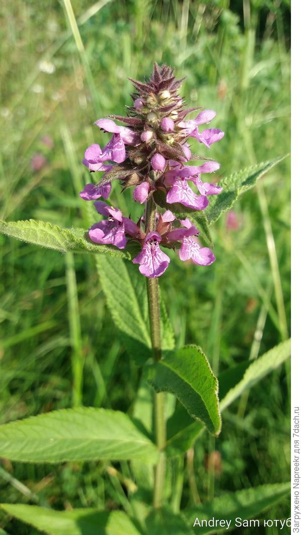 Цветки небольшие.