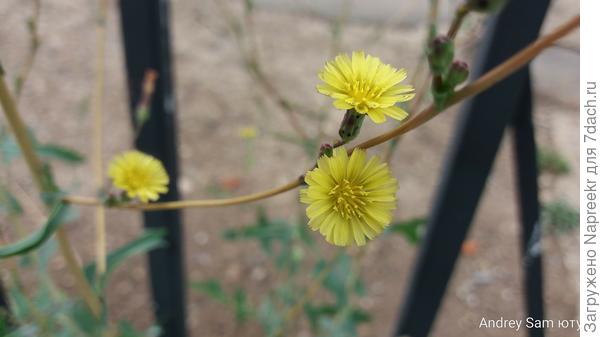 Цветки небольшие, 1 см в диаметре.