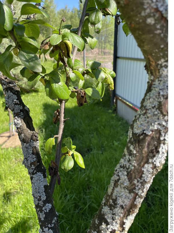 На стволах никаких соков и выделений нет