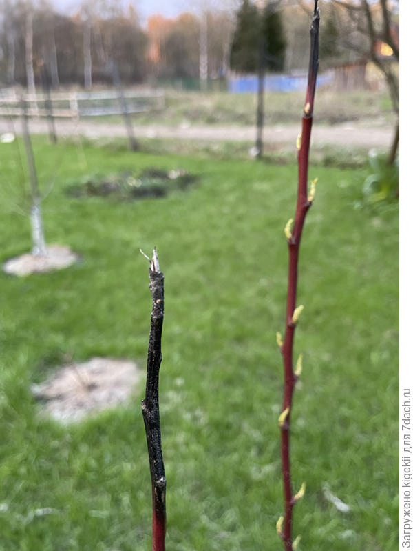 Молодая груша