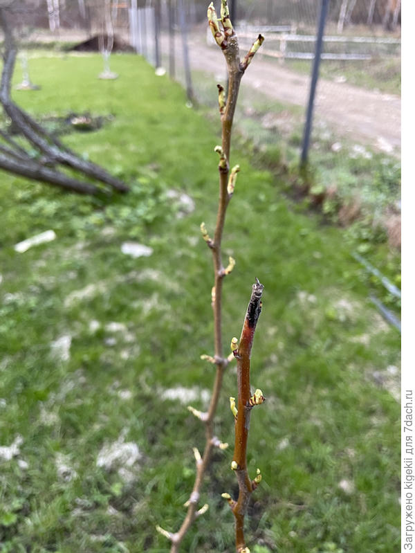 Молодая груша