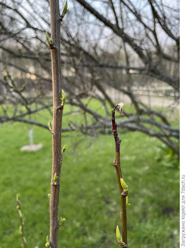 Молодая груша