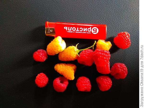 Это попытка сравнить размер ягод