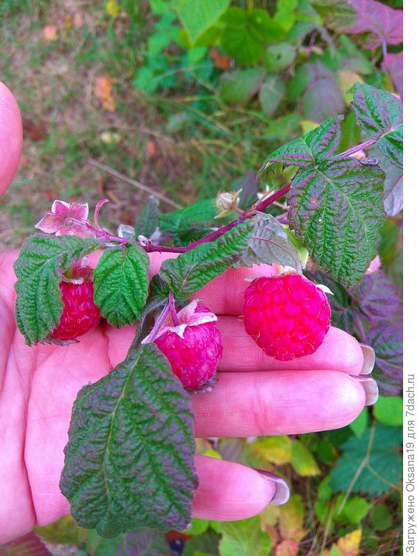 Методом исключения это предположительно Гусар