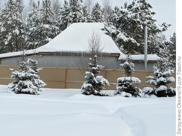 наши елочки сегодня