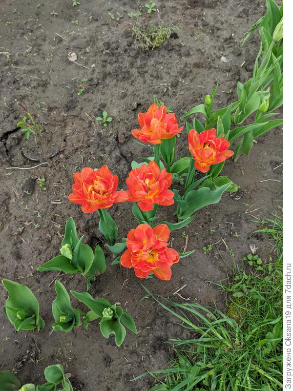 Тюльпанчики