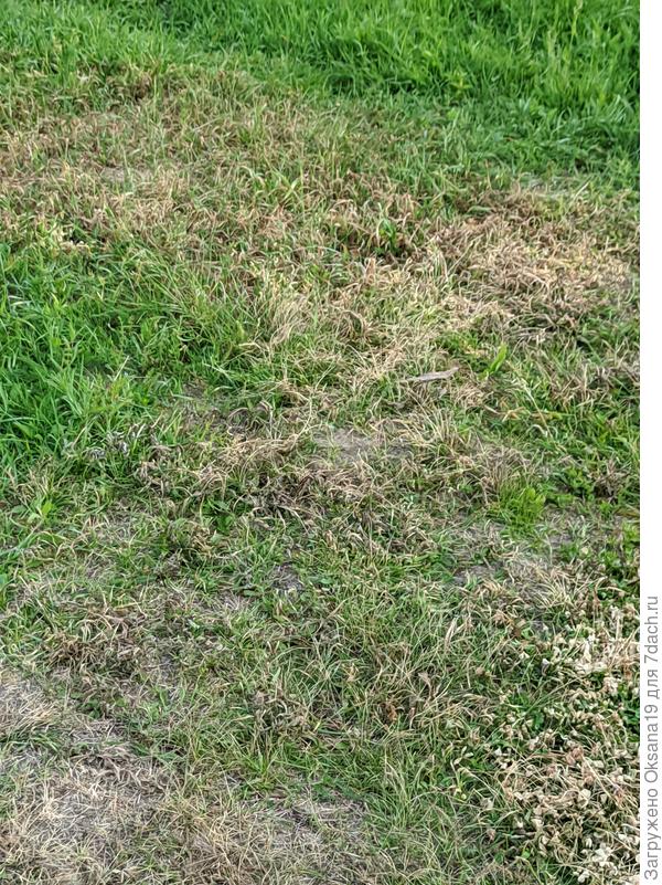 Это первое появившееся пятно