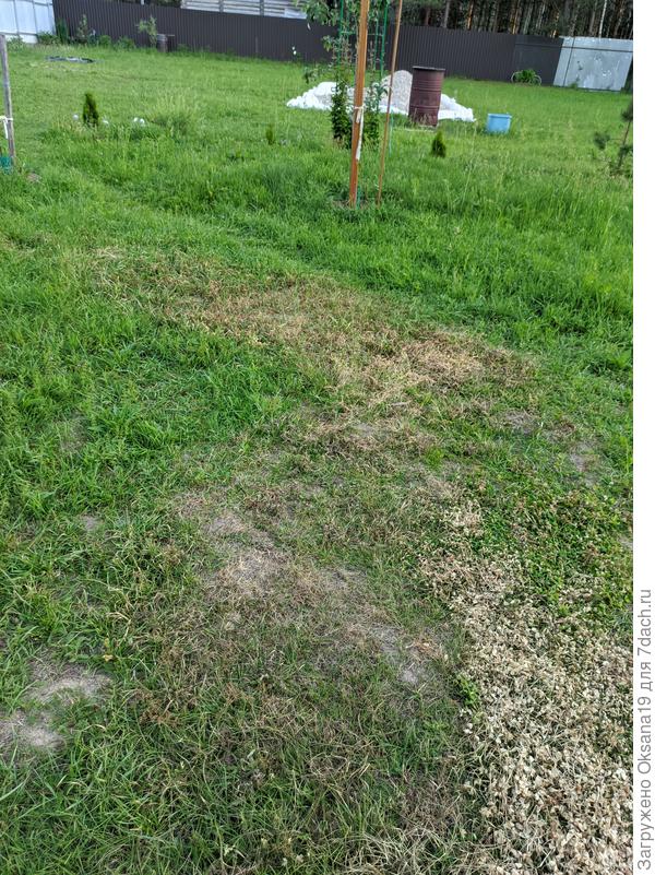 Потом появилось второе, в котором  завял клевер