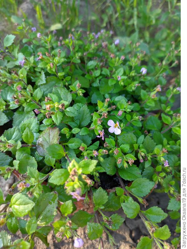 Бакопа розовая