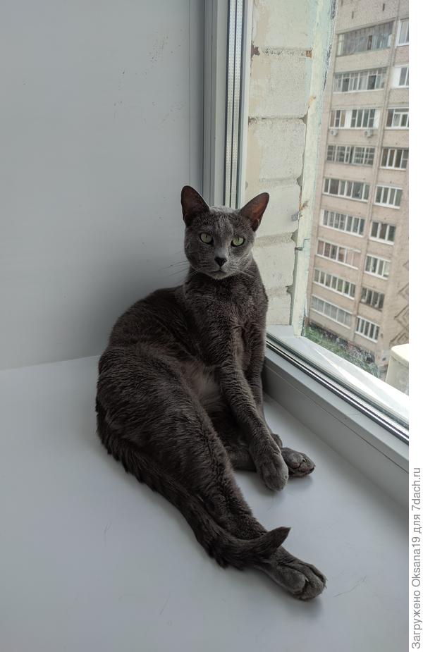 Пока нет рассады на подоконниках, можно расслабиться)