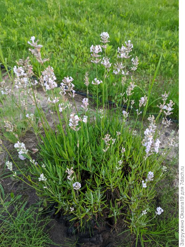 розовая лаванда