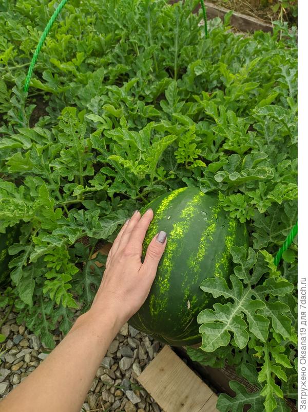 кримсон руби