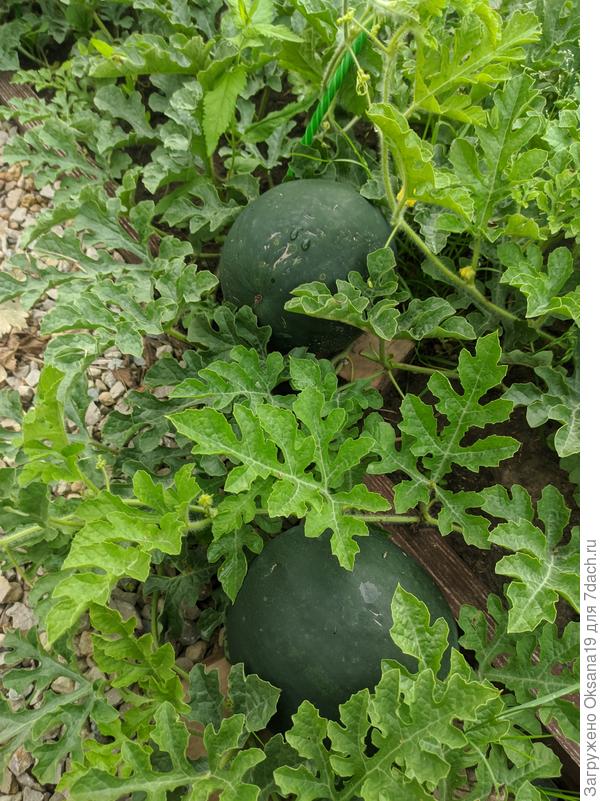 ультраранний желтый