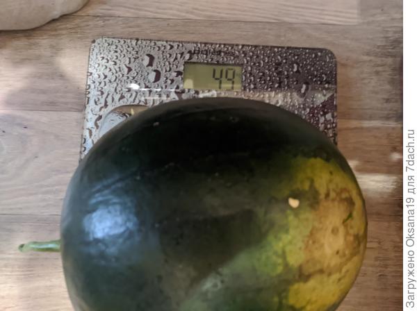 Первый пошёл на пробу