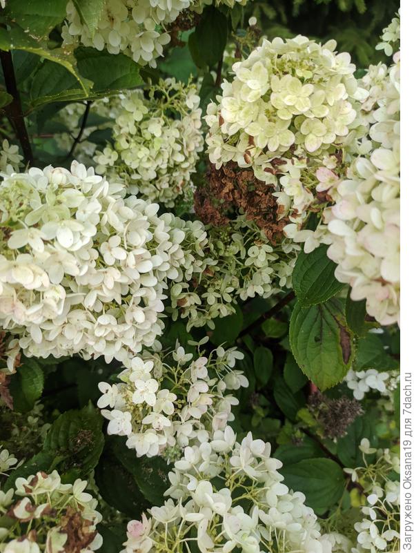 Соцветия повреждены