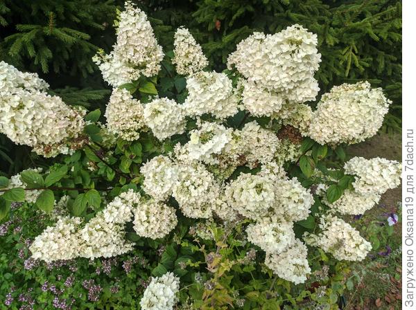 Вянет гортензия