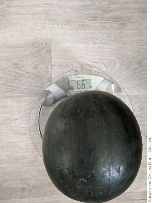 Ультраранний жёлтый