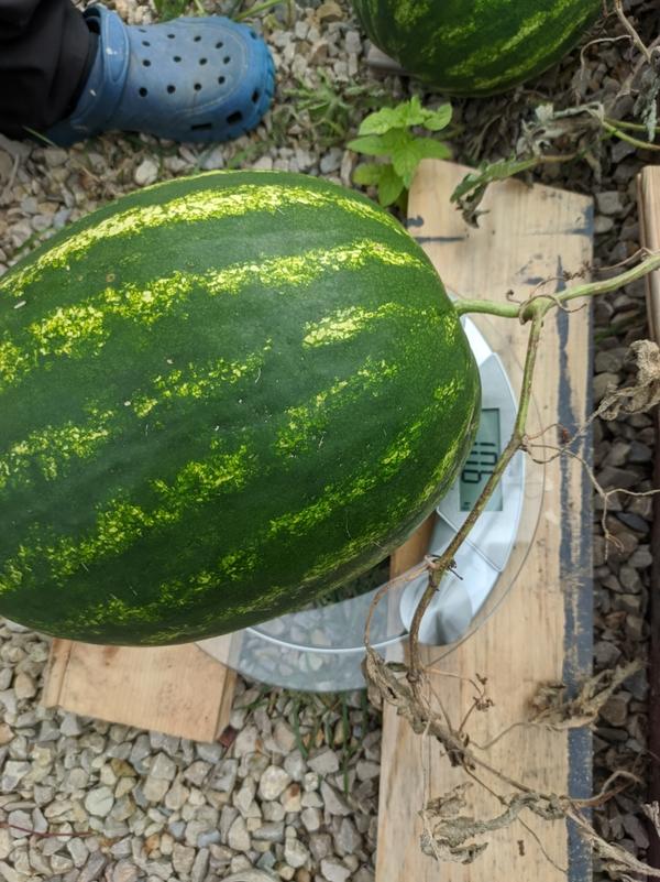 арбуз урожая 2023