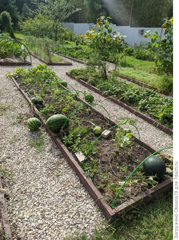 найди на фото самый большой арбуз